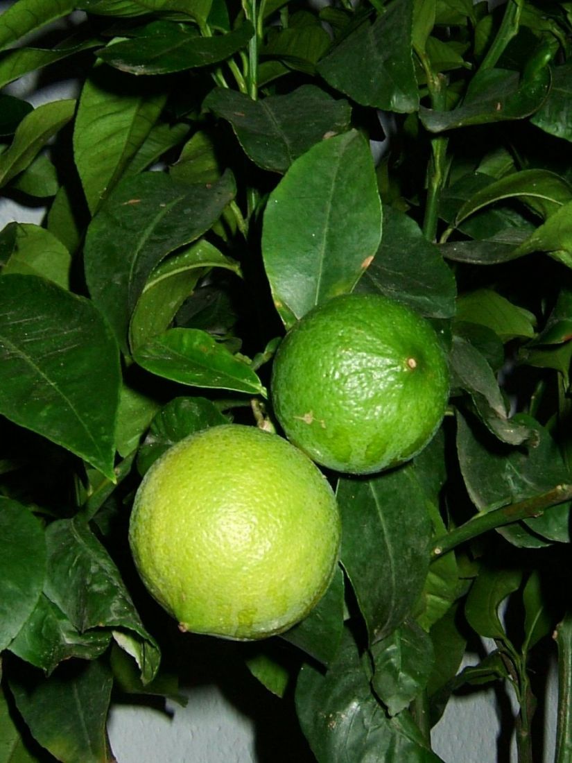 Бергамот Фантастика (Citrus bergamia Risso "Fantastico")