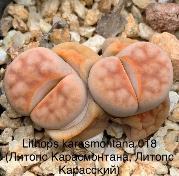 Lithops karasmontana 018 (Литопс Карасмонтана, Литопс Карасский)