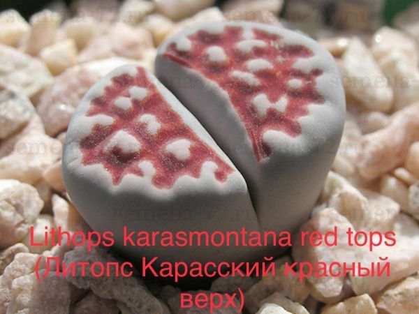 Lithops karasmontana red tops (Литопс Карасский красный верх)