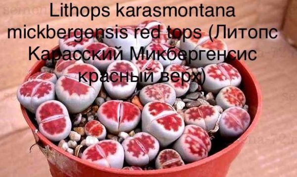 Lithops karasmontana mickbergensis red tops (Литопс Карасский Микбергенсис красный