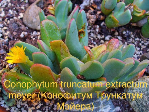 Conophytum truncatum extractum meyer (Конофитум Трункатум Мэйера)