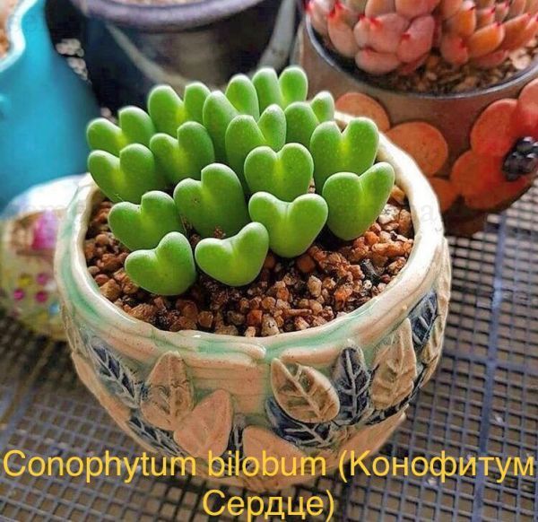 Conophytum bilobum (Конофитум Сердце)