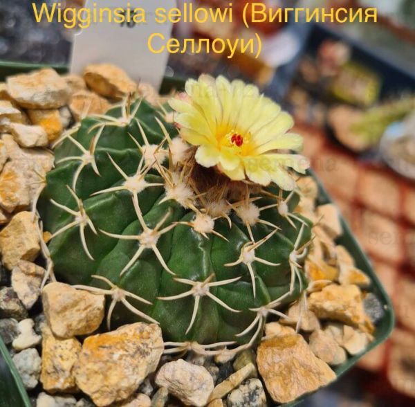 Wigginsia sellowi (Виггинсия Селлоуи)
