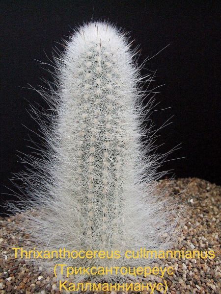 Thrixanthocereus cullmannianus (Триксантоцереус Каллманнианус)