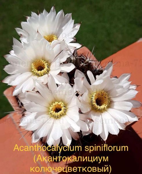 Acanthocalycium spiniflorum (Акантокалициум колючецветковый)