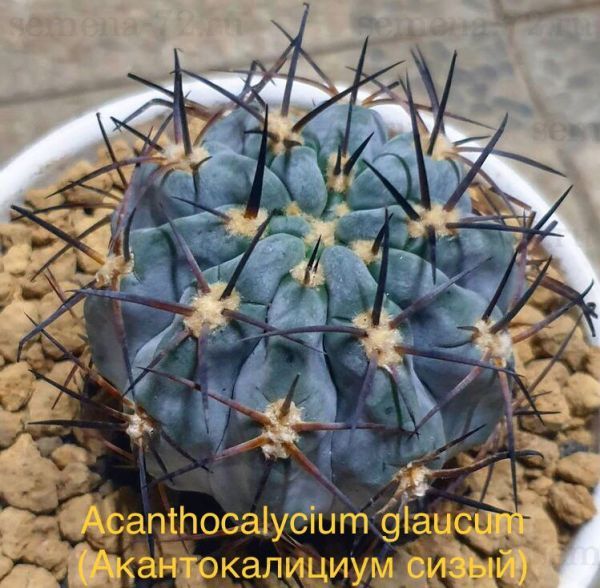 Acanthocalycium glaucum (Акантокалициум сизый)