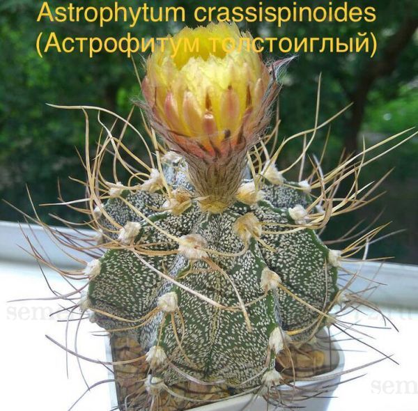 Astrophytum crassispinoides (Астрофитум толстоиглый)
