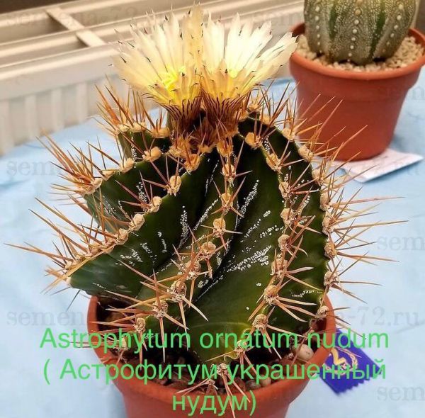 Astrophytum ornatum nudum ( Астрофитум украшенный нудум)