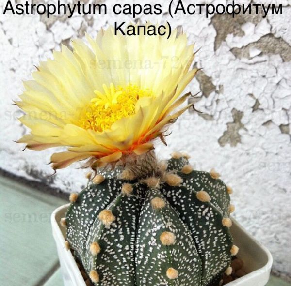 Astrophytum capas (Астрофитум Капас)