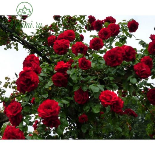 Саженец розы "Джеффри", 1 шт,  Весна 2022