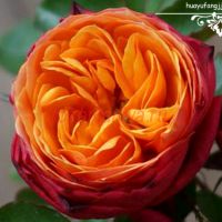 Солейл Романтика, Манго(Soleil Romantica)