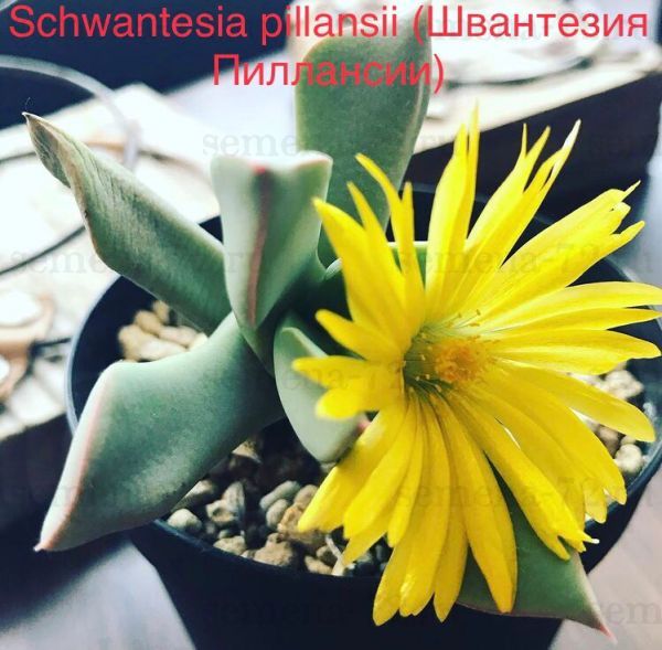 Schwantesia pillansii (Швантезия Пиллансии)