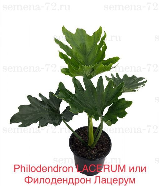 Philodendron LACERUM или Филодендрон Лацерум
