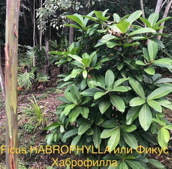 Ficus HABROPHYLLA или Фикус Хаброфилла