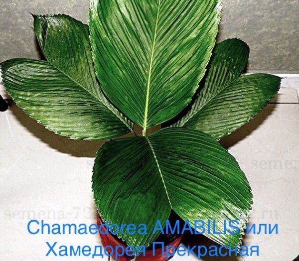 Chamaedorea AMABILIS или Хамедорея Прекрасная