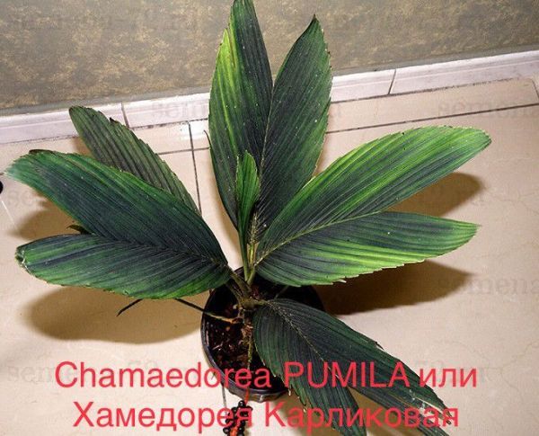Chamaedorea PUMILA или Хамедорея Карликовая