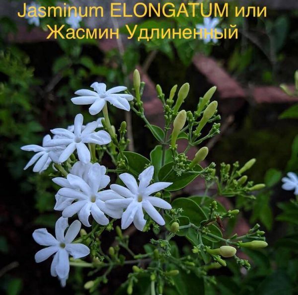 Jasminum ELONGATUM или Жасмин Удлиненный