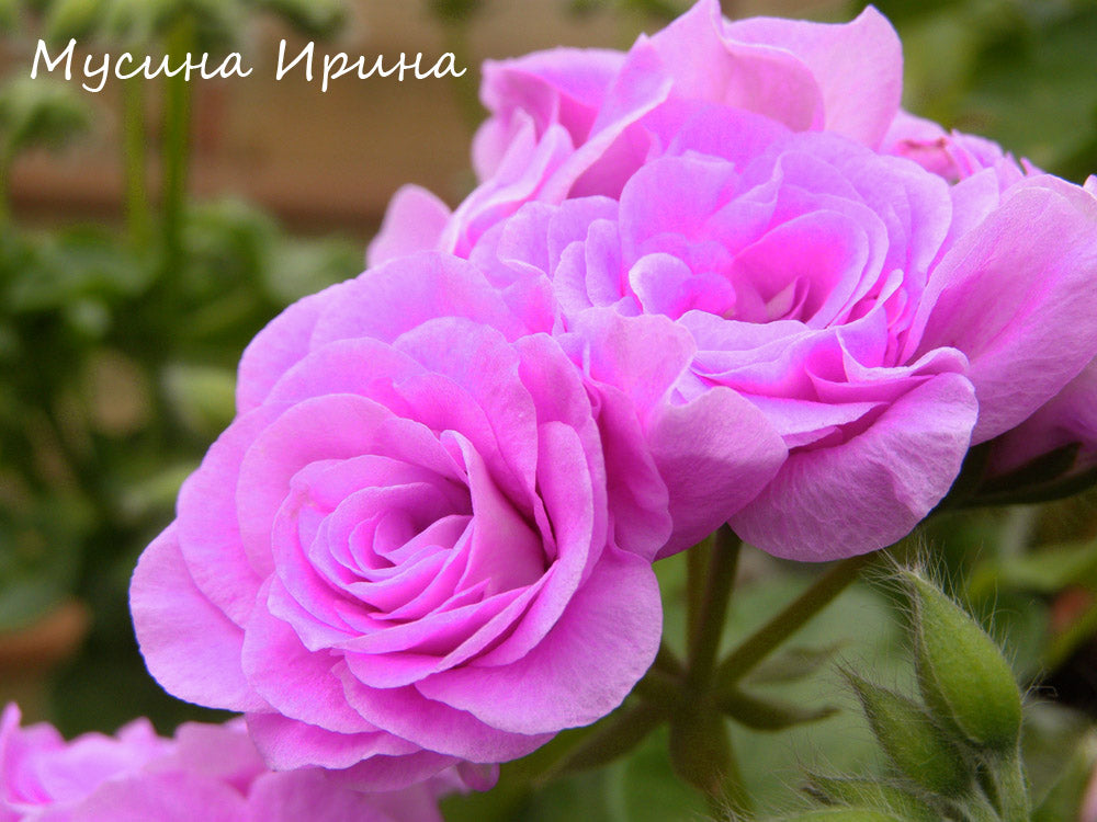Summer Rose Lilac № 1606