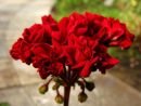 Garnet rosebud № 0618