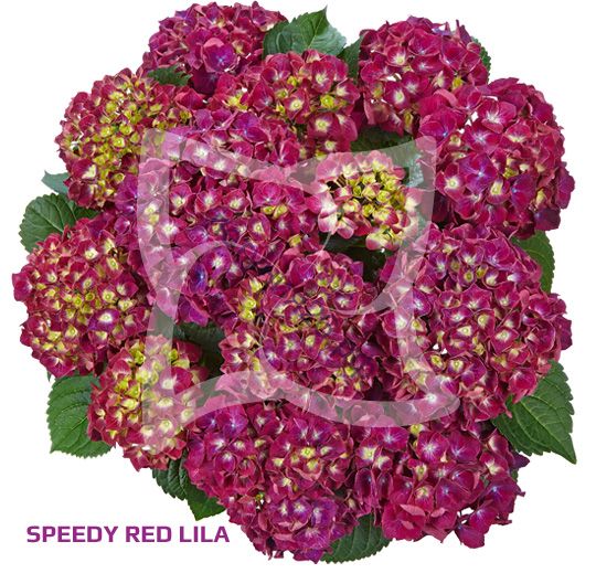 Гортензия speedy red purple фото и описание