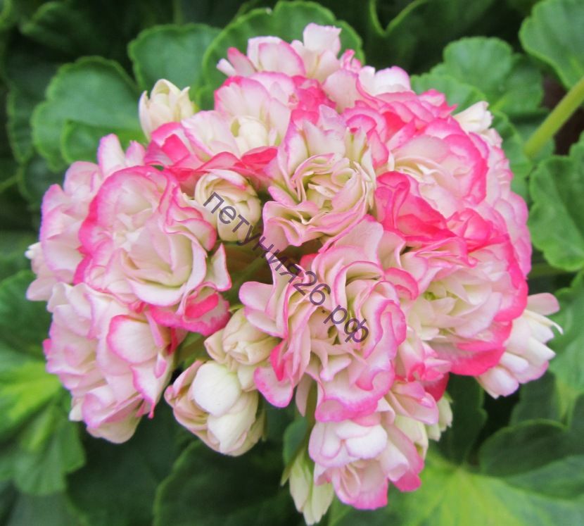Аплеблоссом розебуд пеларгония фото
