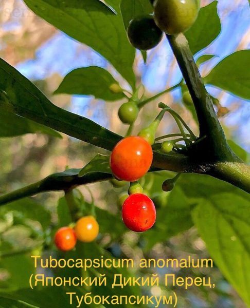 Tubocapsicum anomalum (Японский Дикий Перец, Тубокапсикум)