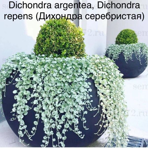 Dichondra argentea, Dichondra repens (Дихондра серебристая)