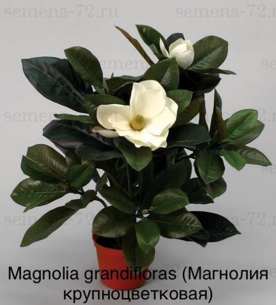 Magnolia grandifloras (Магнолия крупноцветковая)