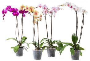 Орхидея (фаленопсис)