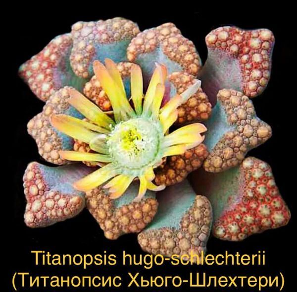 Titanopsis hugo-schlechterii (Титанопсис Хьюго-Шлехтери)