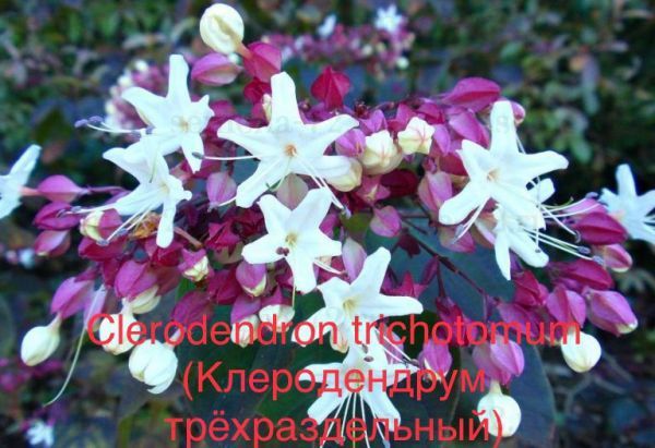 Clerodendron trichotomum (Клеродендрум трёхраздельный)