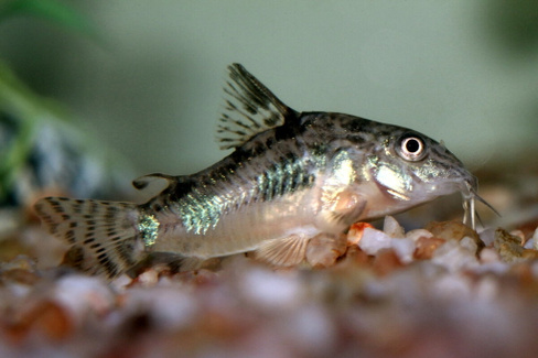 Коридорас крапчатый (соломенный) Corydoras paleatus