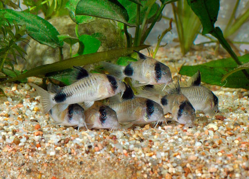 Коридорас панда Corydoras panda