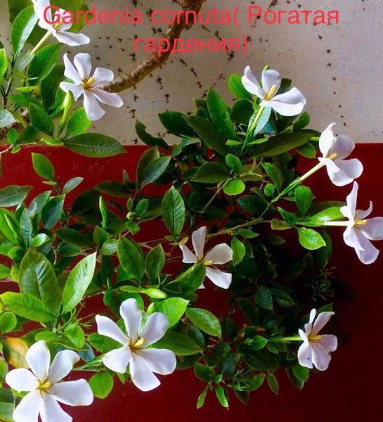 Gardenia cornuta (Рогатая гардения)