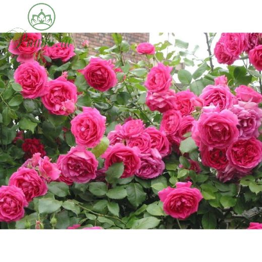 Роза плетистая Клайминг Парад, C3,5 горшок, Н25-45 высота, 1 шт, Июль 2022