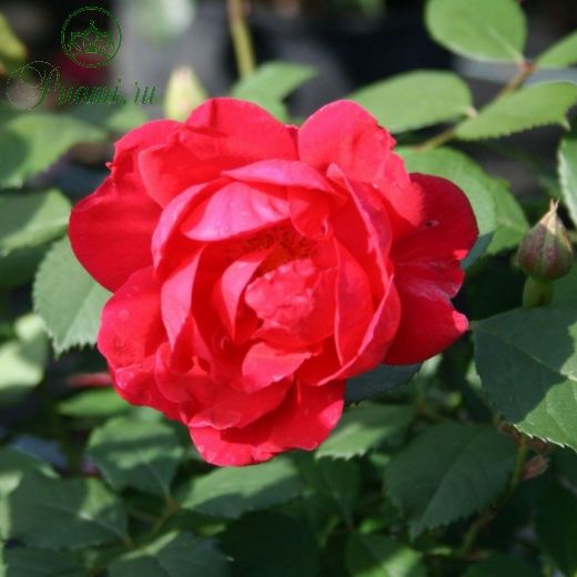 Роза плетистая Пауль Скарлет Клайминг, C3,5 горшок, Н25-45 высота, 1 шт, Июль 2022