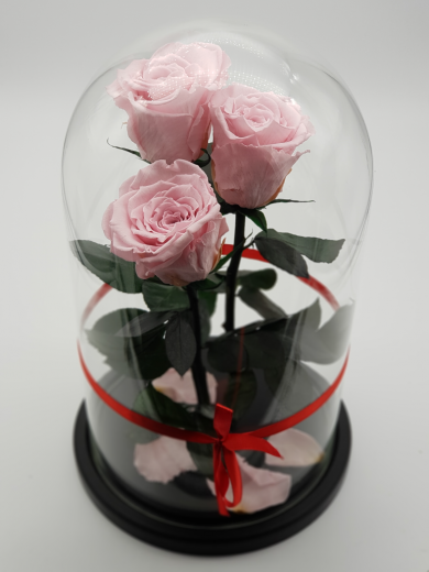 Роза в колбе премиум трио нежно-розовая