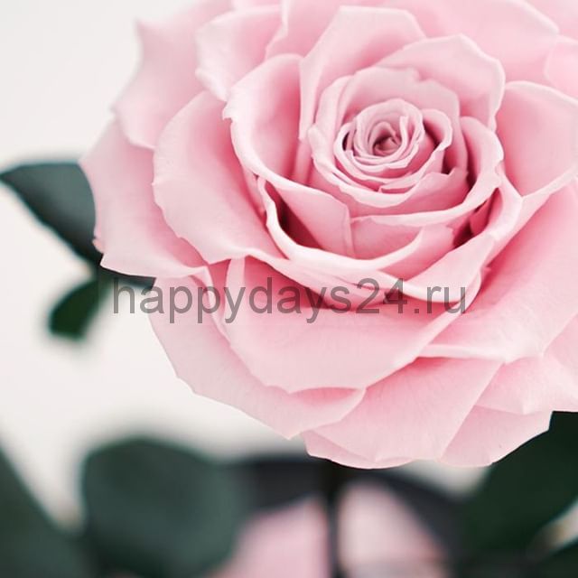 Розовая роза Vip