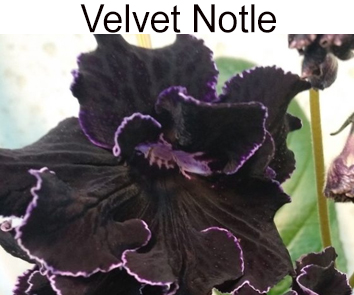 Velvet Notle