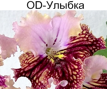OD-Улыбка (Н.Стоянов).