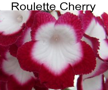 Roulette Cherry (Fleischle)