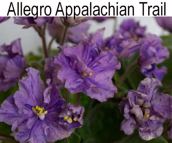 Allegro Appalachian Trail (J. Stromborg) мини-трейлер