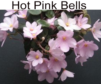 Hot Pink Bells (P. Harris) мини-трейлер