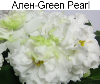 Ален-Green Pearl