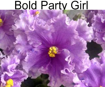 Bold Party Girl (Sorano)