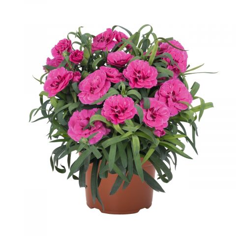 Dianthus Arabella Purple гвоздика