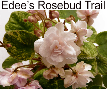 Edee’s Rosebud Trail (P.Harris)