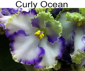 Curly Ocean