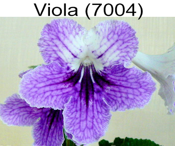 Viola (7004) (P. Kleszczynski)