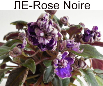 ЛЕ-Rose Noire (Е.Лебецкая)